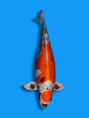 Beni Kikokuryu | Koi&Co.